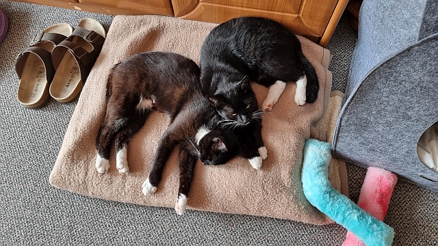 ../images/fotoalbum/katzen/2025-08-15 16.43.12